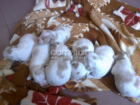 Foto 2 de SE VENDEN CACHORROS DE HISPANO BRETON