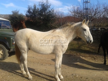 Caballo Hispanoarabe