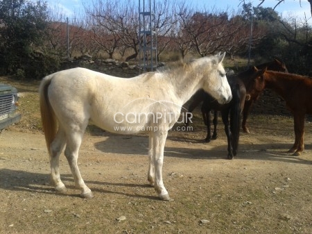 Foto 3 de Caballo Hispanoarabe