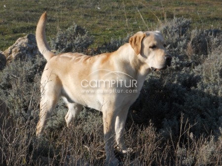 SE VENDE MAGNIFICO EJENPLAR DE LABRADOR RETRIEVER
