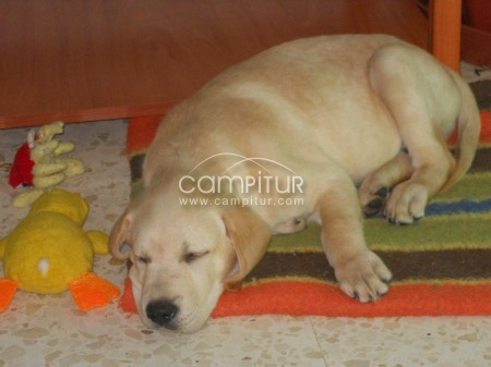 Foto 2 de SE VENDE MAGNIFICO EJENPLAR DE LABRADOR RETRIEVER