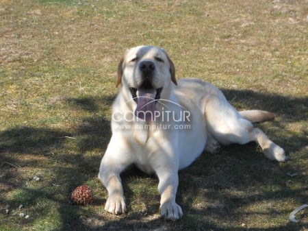 Foto 3 de SE VENDE MAGNIFICO EJENPLAR DE LABRADOR RETRIEVER