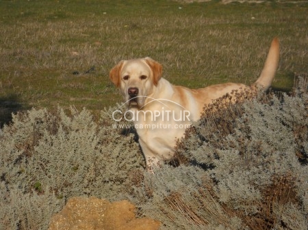 Foto 4 de SE VENDE MAGNIFICO EJENPLAR DE LABRADOR RETRIEVER