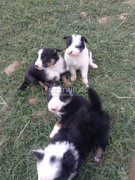 Foto 2 de Cachorros de Border Collie
