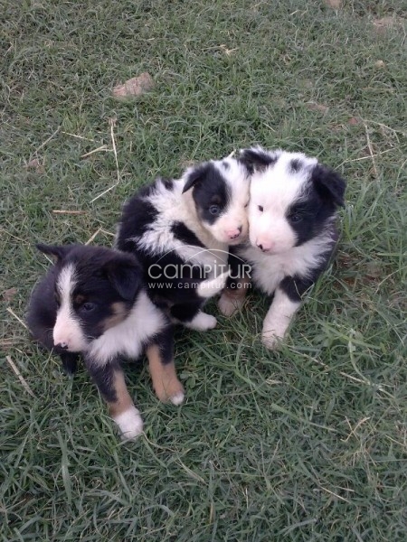 Foto 3 de Cachorros de Border Collie