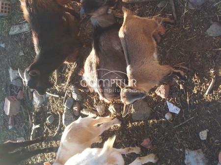 SE VENDEN CABRAS ENANAS
