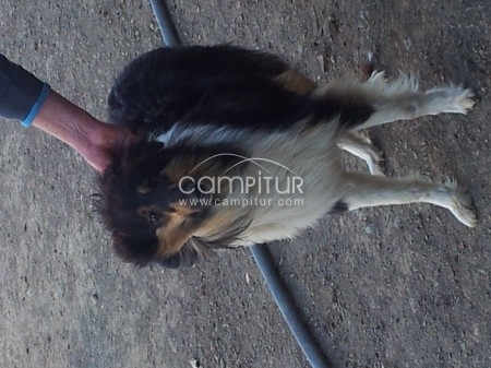 SE OFRECE COLLIE PARA MONTAS