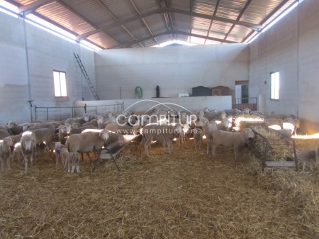 vedo 250 merinas