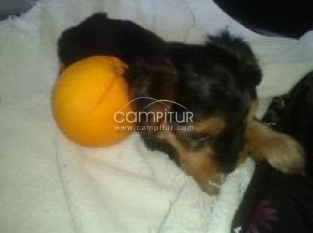cachorritos de yorkshire