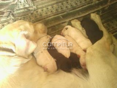 se venden labradores retrievers