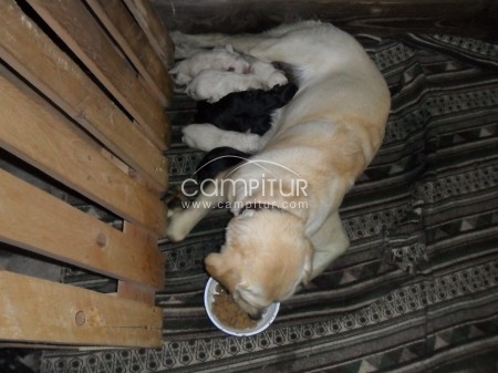 Foto 3 de se venden labradores retrievers