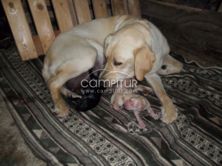 Foto 4 de se venden labradores retrievers