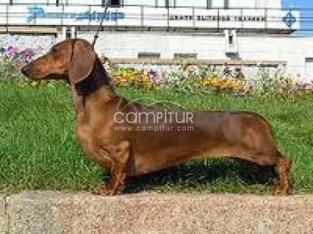 se vende cachorita teckel con dois meses pelo fino raza pequenia
