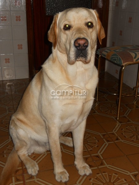 Foto 2 de ESTA DISPONIBLE PARA MONTAS