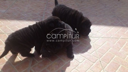 Ultimo  SHAR PEI 