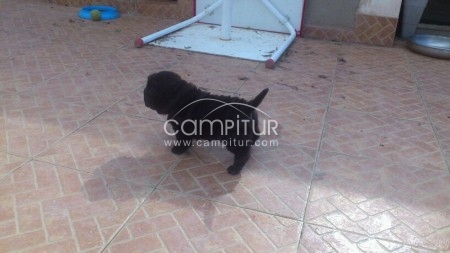 Foto 2 de Ultimo  SHAR PEI 