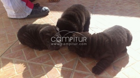Foto 3 de Ultimo  SHAR PEI 