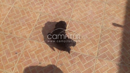Foto 4 de Ultimo  SHAR PEI 