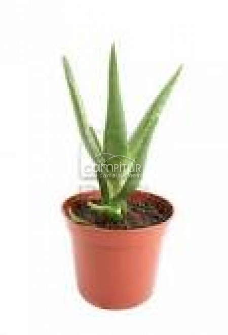 PLANTAS ALOE VERA 2-3 años vida 15-30 cm- 5€