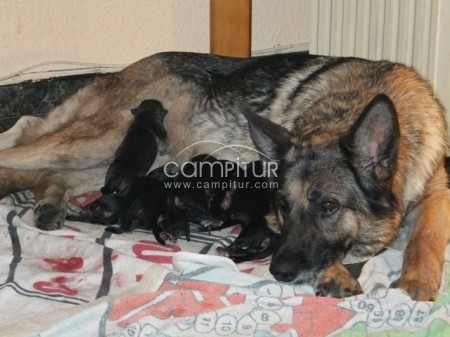 Foto 4 de PASTORES ALEMANES PADRES REALCEPPA 