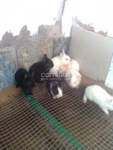 conejos enenos
