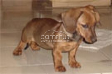 se vende perro teckel raza meniatura tica