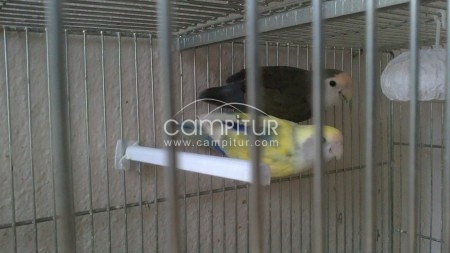 SE VENDE PAREJA DE AGAPORNIS