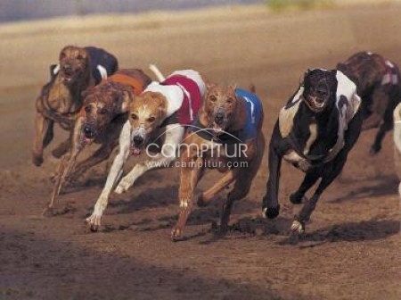 VIII CARRERA DEL GALGOS CON LIEBRE MECÁNICA EN BERLANGA