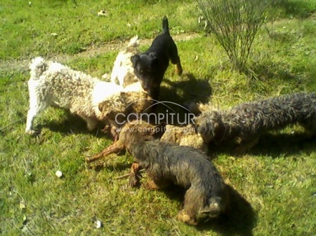 CAZADOR VENDE CACHORRO DE JACK TERRIER.