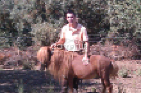 vendo pony