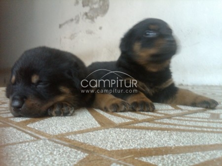 se venden rottweiler