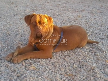 se venden dogos de burdeos