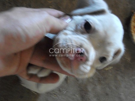 se vende boxer albino