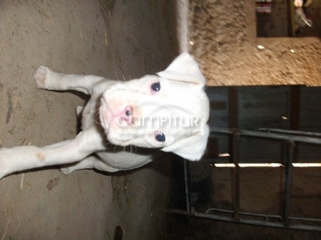 Foto 2 de se vende boxer albino