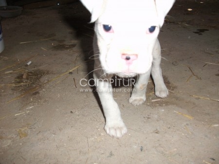 Foto 3 de se vende boxer albino