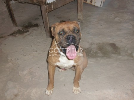 Foto 4 de se vende boxer albino