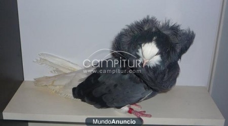  palomas capuchinas