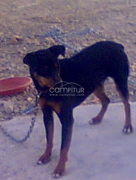 Perro extraviado