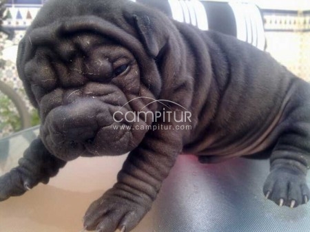 se vende cachorro de shar pei macho negro