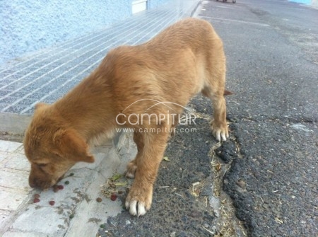Mastina en adopción 