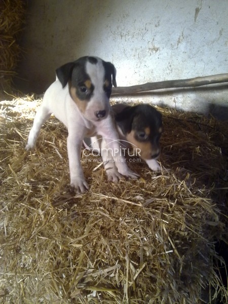 SE VENDEN CACHORROS DE BODEGUERO