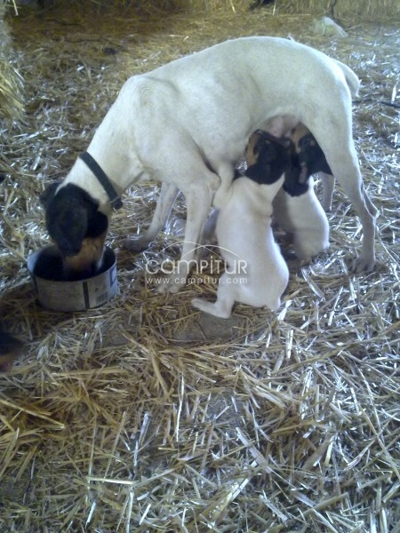 Foto 3 de SE VENDEN CACHORROS DE BODEGUERO