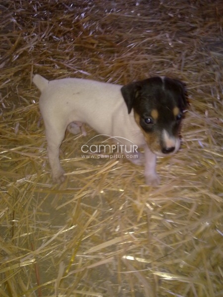 Foto 4 de SE VENDEN CACHORROS DE BODEGUERO