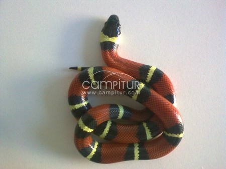 Se vende L.t.sinaloas(falsas corales)