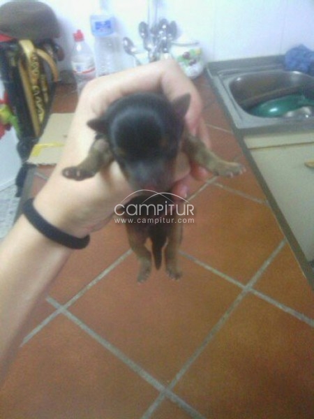 Vendo Yorkshires