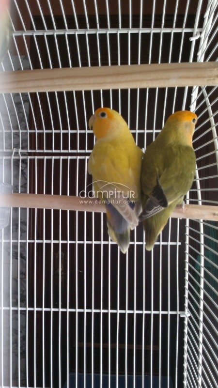 vendo 3 agapornis roseicollis opalinos