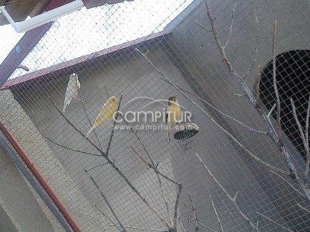 Foto 2 de se venden canarios