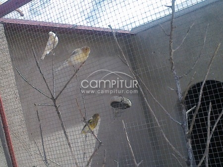 Foto 3 de se venden canarios