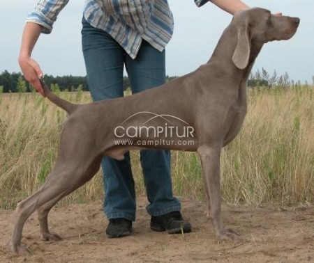 CACHORROS  BRACOS DE WEIMAR.  COMPETICIÓN  Y CAZA. PEDIGREE