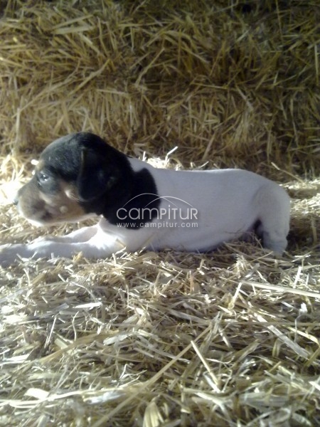 CACHORROS DE BODEGUERO